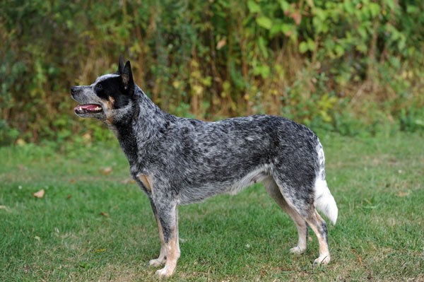 Australian Cattle Dogs - Braunschweig